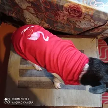 Ropa de verano para mascotas, Camiseta con estampado de flamenco para perro, chaleco para perros pequeños y medianos, accesorios para mascotas, chaleco para gatos, camisas, XS-2XL