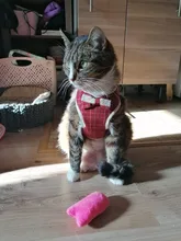 Perro pequeño conjunto de arnés y correa chaleco para gatos mascota Arnés con Bowknot acolchado de malla Pet pistas para pequeño cachorro perros Chihuahua Yorkie