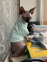 Cat Costumes Jacket Pet-Clothing Puppy-Outfit Kitty Winter Warm Autumn for Small Dogs