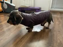 Jacket Vest Puppy-Clothing Pug-Coat Small Dogs Chihuahua Waterproof Winter Teddy Pet-Dog