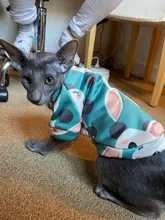 Cartoon Cat Hoodie Sweater Autumn Winter Pet Cat Clothes for Cats Katten Kedi Pullovers