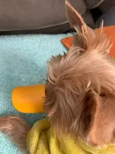 Bozal de silicona para perros, máscara bozal antimordida para perros pequeños y grandes, boquillas para la boca, accesorios de mascota perro