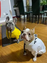 Dog Hoodies Jacket Costume Coat French Bulldog Chihuahua Winter for Pets-Clothing