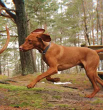 Leash Set Collars Lead Name Custom Personalized Adjustable Plaid Suit Id-Tag Faber