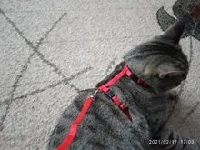 Arnés de nailon para Collar de Mascota, correa ajustable de tracción, cuello Halter de correa para animales, gatitos y mascotas, patrón aleatorio