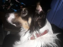 Leash-Set Lead Pet-Collars Dogs Pitbull Small Walking Real-Leather Personalized And 