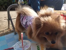 Dog Vest Pet-Supplies Down-Jacket Puppy Chihuahua Winter Windproof Small Warm Apparel