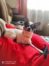 Collar de policarbonato para perros, hebillas ajustables con campana, correa para el cuello, suministros para mascotas, accesorios para perros pequeños, Chihuahua, Bulldogs, 1 unidad