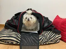 Pet-Carrier Expandable Kennel Airline-Approved Soft Crate Travel Two-Side Luggage on