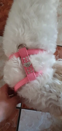 MEGA Cute Dog Harness for Small Dog photo review