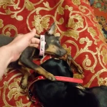 Dog-Collar Dogs Pink Customized Engraved Yorkies Chihuahua for Small