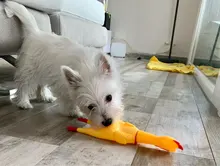 Toy Dog-Gadgets Rubber Chicken Pet-Dog Pet-Supplies Funny Squawking Yellow for Cat Screaming