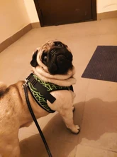 Arnés de perrito arneses de perro mascota reflectante para perros Bulldog francés Chihuahua ajustable perro de Seguridad entrenamiento chaleco para andar sin tirones