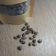 Moringa Oleifera de alta calidad