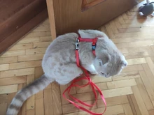 Harness Leash Traction Cats-Products Cat-Collar Pet Nylon Kitten Adjustable Gato