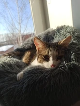 Cat-Mat Sofa Kennel Sleeping-Bag Dog-Cushion Pet-House Kitty Comfortable Round Plush