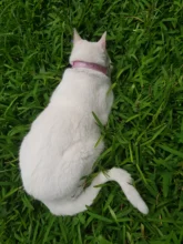 Personalized Dog Collar Leather Rhinestone Bling Charms Custom Pet Dogs Cat Name