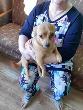 Winter Overalls for Dogs Warm Waterproof Pet Jumpsuit Trousers Male/ Female Dog Reflective