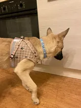 Leash-Set Harness-Leads Mesh Dogs Vest Puppy-Reflective Small-Dogs Kitten Nylon And 