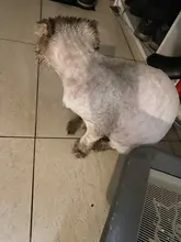 Dog-Hair-Trimmer Pet-Grooming-Product Electrical-Clipper Household Rechargeable Hot 