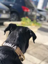 Leash-Set Training-Supplies Pets Pet-Dog German Shepherd Tactical-Collar Dogs Quick-Release