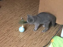 Toy Cat-Toy Ball-Rolling Productos Interactive Electric Colorful Automatic Para Led Ear