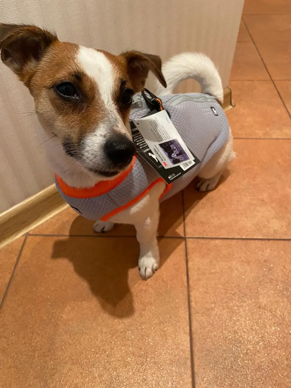 DogMEGA Dog Cooling Vest Harness Cooler Jacket photo review
