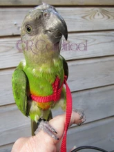 Arnés ajustable para pájaros y loros, correa de tracción, entrenamiento de mordida