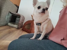 Vest Leash-Set Puppy-Harness Dog No-Pull French-Bulldog Pet-Chihuahua Small Padded Adjustable