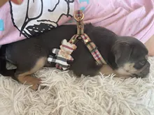 Harness Leash Chain Teddy Walking-Rope Collar Dog Small Medium Pet-Dog Classic Check