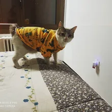 Ropa de gato para gatos, disfraz de gato de invierno, Sudadera con capucha, suéter, ropa de cachorro mascota, productos para gatos
