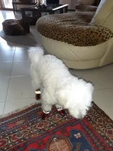 Boots Pet-Shoes Dog Large Waterproof Anti-Skid Small Winter Golden Warm Big 8-Sizes Wear-Resistant