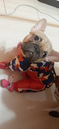 Winter Pet Dog Waterproof Warm Jacket photo review