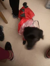 Raincoat Chihuahua Waterproof Summer Puppy Dogs Reflective for Small Nylon Ropa Perro