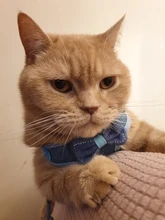 Breakaway Cat Collar Cute Bow Vests Cat Harness and Leash Cat Product Cat Accessories