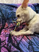 Dog-Toys Dog-Accessories Puppy Chew Interactive-Rubber Cleaning Supplier Dropship Small