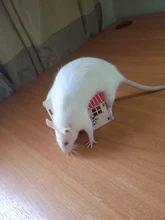 Hamster Hideout Wooden Hut Small Animals Double Layer Villa Rat Room House Cage 50JD