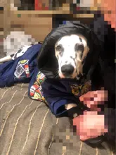 HOOPET Large Coat Down-Jacket Winter New Warm Autumn for Dogs Dog-Prints Overalls Leisure-Style