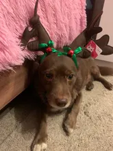 Hat Puppy-Festival-Accessories Party-Product Pet-Headband Hair-Hoop Dog Cat Cosplay Christmas