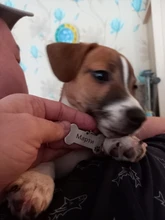 Pet-Id-Tag Pendant Pet-Accessories Puppy Engraved Keyring-Bone Personalized-Collar 