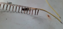 Unids/set de 1 Pin, 2 pines, 100mm, macho/hembra, Cable de puente Dupont, Terminal de conector con funda carcasa de plástico negro, 2,54
