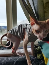 De moda disfraz mascota gato verano gato chaleco con capucha acogedor Mascoats Goto, ropa para gatos, Katten abrigo Kedi sudadera ropa traje