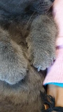 20 unids/lote tapones para uñas de gato, garra suave de gato, XS,S ,M,L con pegamento gratis