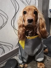 Mono impermeable para perro mascota, ropa impermeable para exteriores, mono con capucha para perros pequeños y grandes, capa impermeable, Bulldog francés