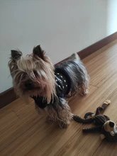 Vest Dog-Harness Dogs-Clothes Yorkshire Padded Puppy Chihuahua Warm Cool for Small Cats