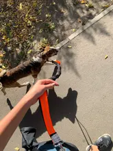 Pet-Products Lead Waist-Rope Dogs-Harness-Collar Dogs Leash Hand-Freely Elasticity Adjustable