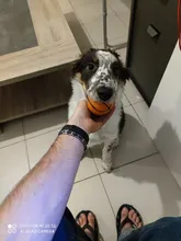 Pet-Dog-Ball-Toys Puppy-Toy Rubber Chew Small Dogs Squeaky 1pcs for Pets-Brinquedo-Cachorro