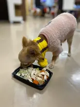 Pet-Puppy-Accessories Socks Hats Cat-Products Dogs-Knitted Small Chihuahua Little Winter