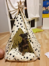 Tienda de campaña portátil para mascotas, casa para animales domésticos con cojín grueso, disponible en 6 colores, para cachorros, perros, gatos, de interior y exterior, ideal para ir de excursión