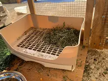 Orinal de conejo grande para adultos, bandeja de esquina con cajón, bandeja para mascotas, hámster, conejillo de indias, Hurón, Galesaur Bunny